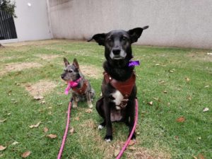 perros paseando en el dia mundial del perro. sentados en el jardin